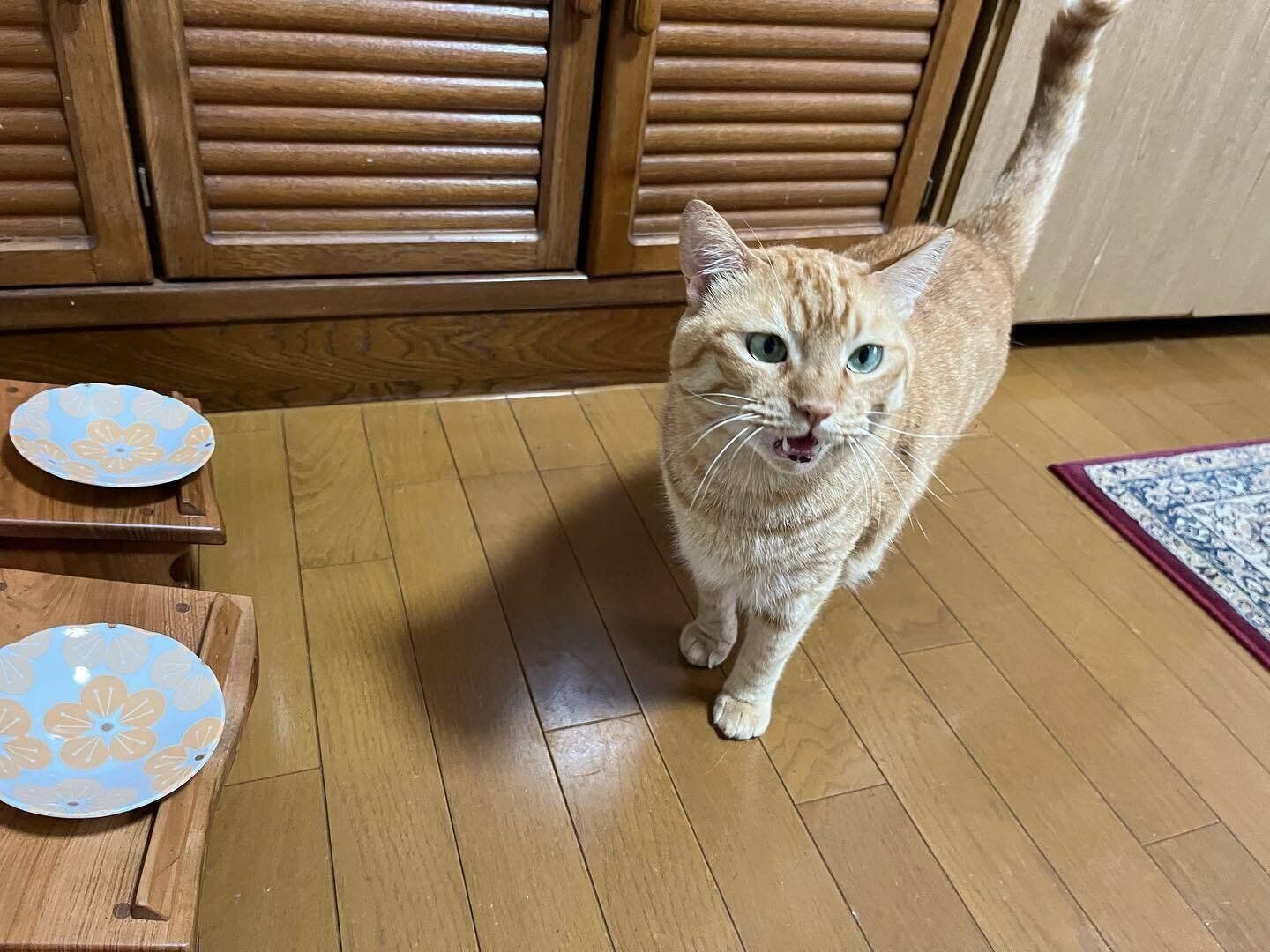 オーダーメイドフードスタンドと猫ちゃん