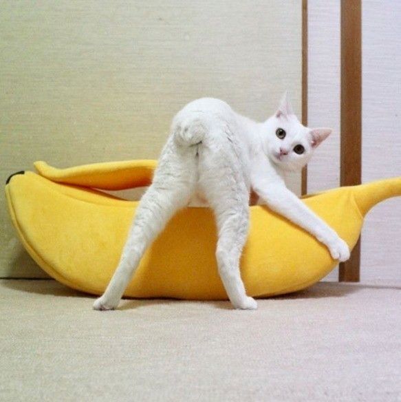 バナナのクッションを持ち上げようとする猫