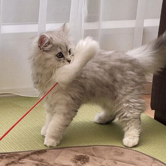 じゃらしで遊ぶルナくん