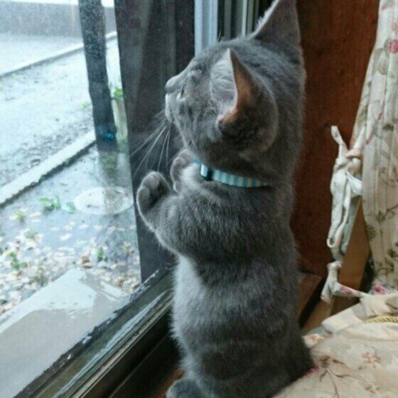 外を眺めるマンチカン