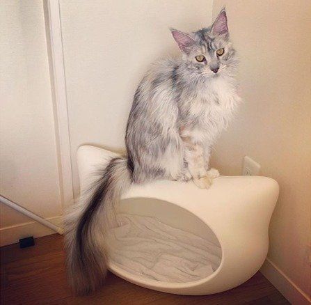 猫の顔の形の猫ベッド