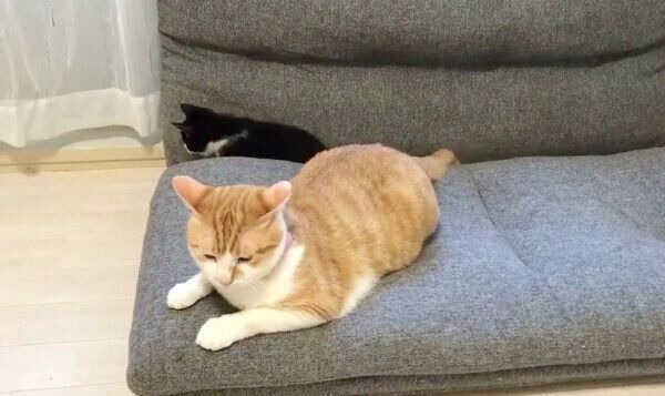 まったりするむーくんとむぎくん