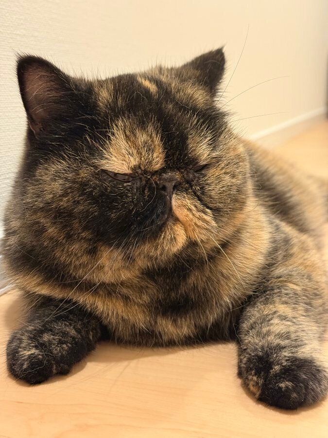 わずかに開いた目でチラリ　この表情がたまらない