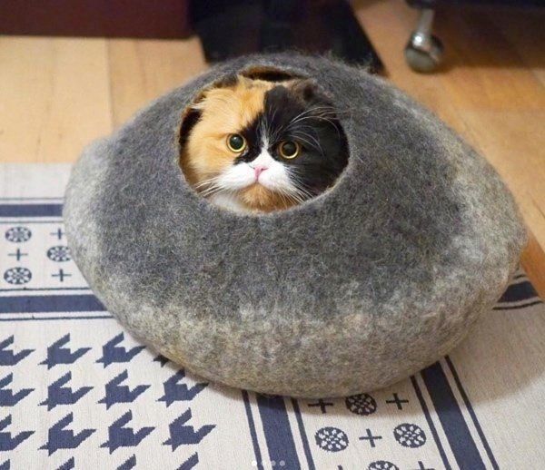 スコティッシュフォールドのきなこちゃん