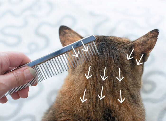 後頭部のブラッシング