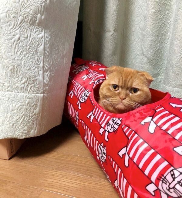 トンネルが好きなここちゃん