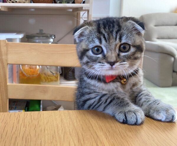テーブルに前足を乗せるまつたけちゃん