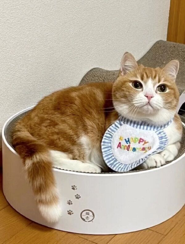 くつろぐもんちゃん