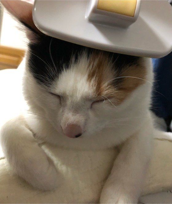 ブラッシング中の猫