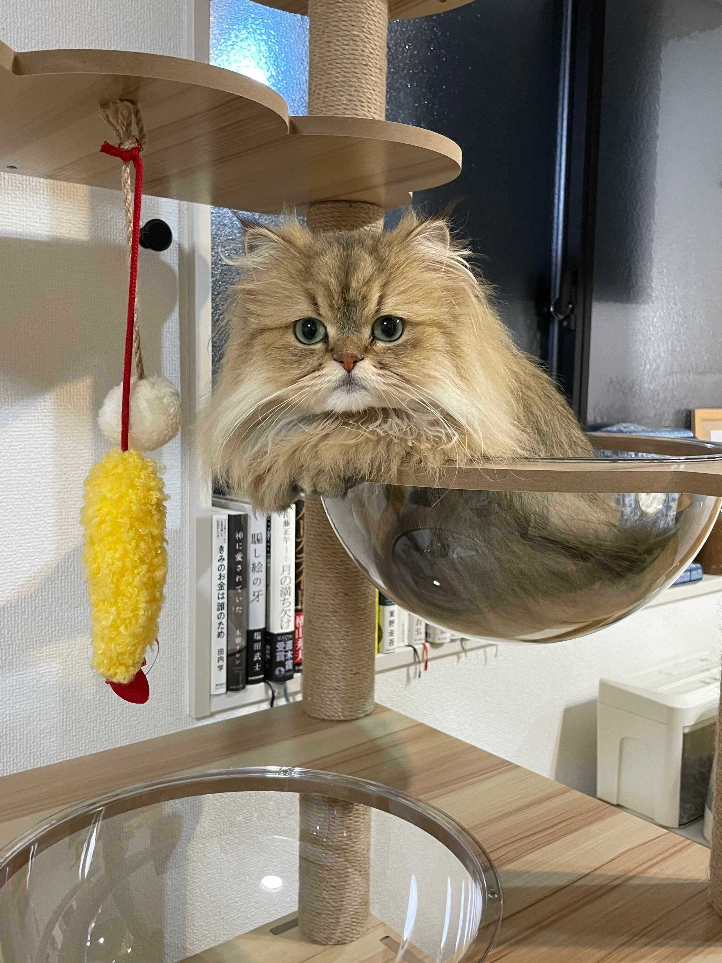 猫タワーにいるみかんちゃん　かわいらしい表情は子猫のときのまま？