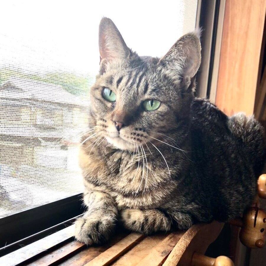 窓辺でくつろぐさくらさん