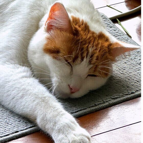 MIX茶白のコテツくん