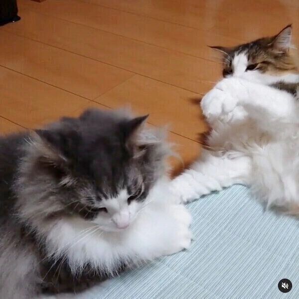 虎蒼くんへの愛がすごい虎鉄くん