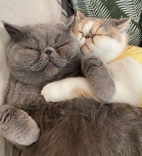 仲良く眠るポッケくん、ニットちゃん