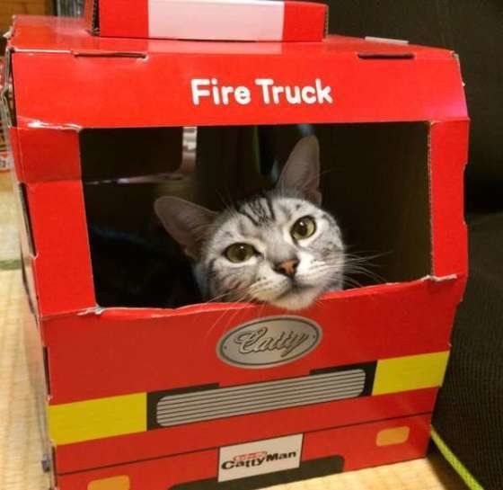 箱でくつろぐアメリカンショートヘア