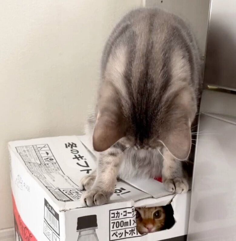 ダンボール箱の上に乗るヨルくん