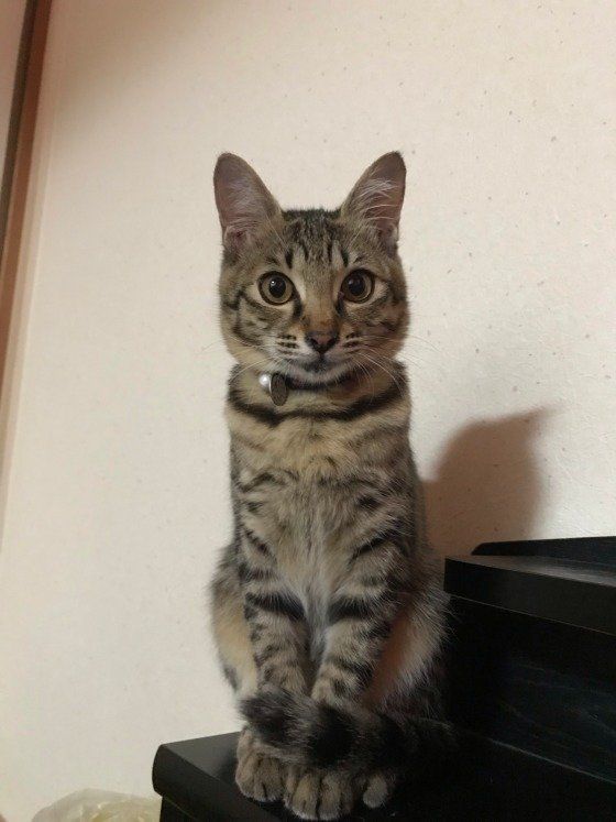 じっと見つめるくるみちゃん