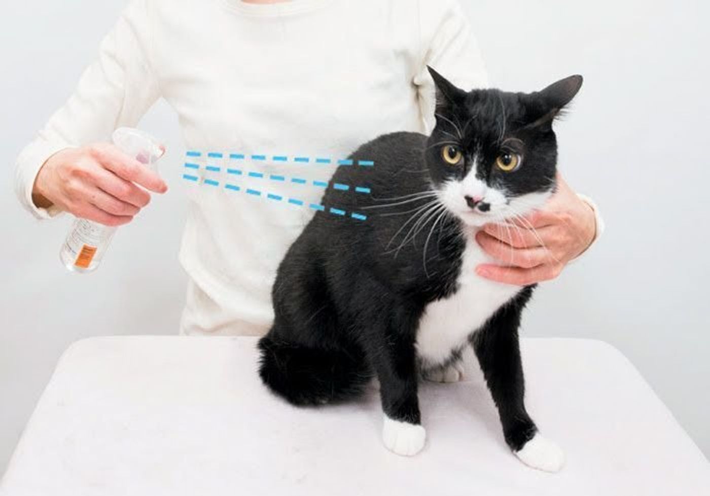 獣医師監修 嫌がる やりすぎ 猫のブラッシング方法を写真で解説 ねこのきもちweb Magazine 獣医師監修 嫌がる やりすぎ 猫のブラッシング方法を写真で解説 ねこのきもちweb Magazine