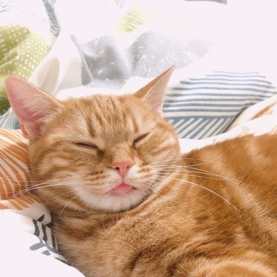 アメリカンショートヘアのももちゃん