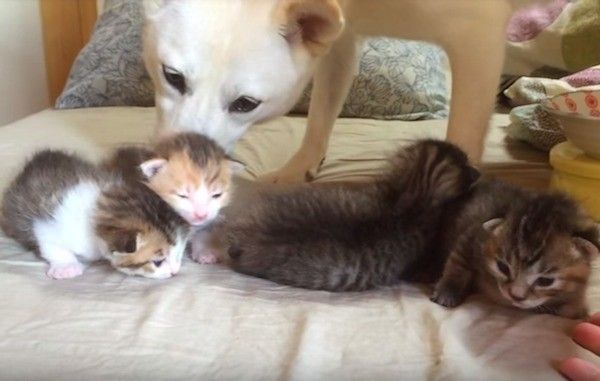 子猫のお世話をするワンコ