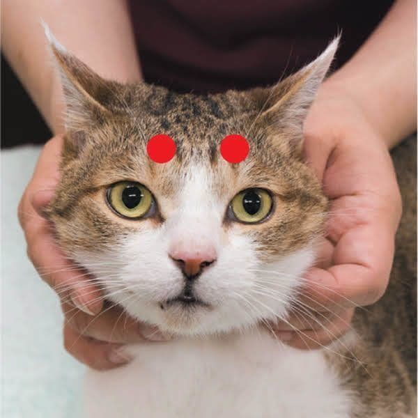 猫の排泄の乱れに効くツボ