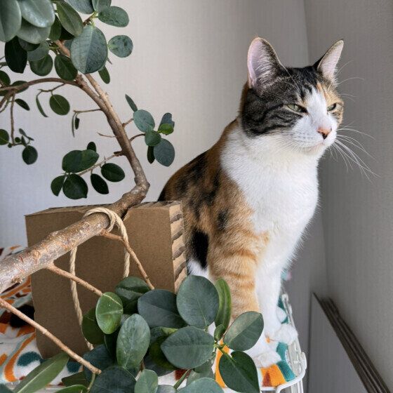 たそがれるMIX猫