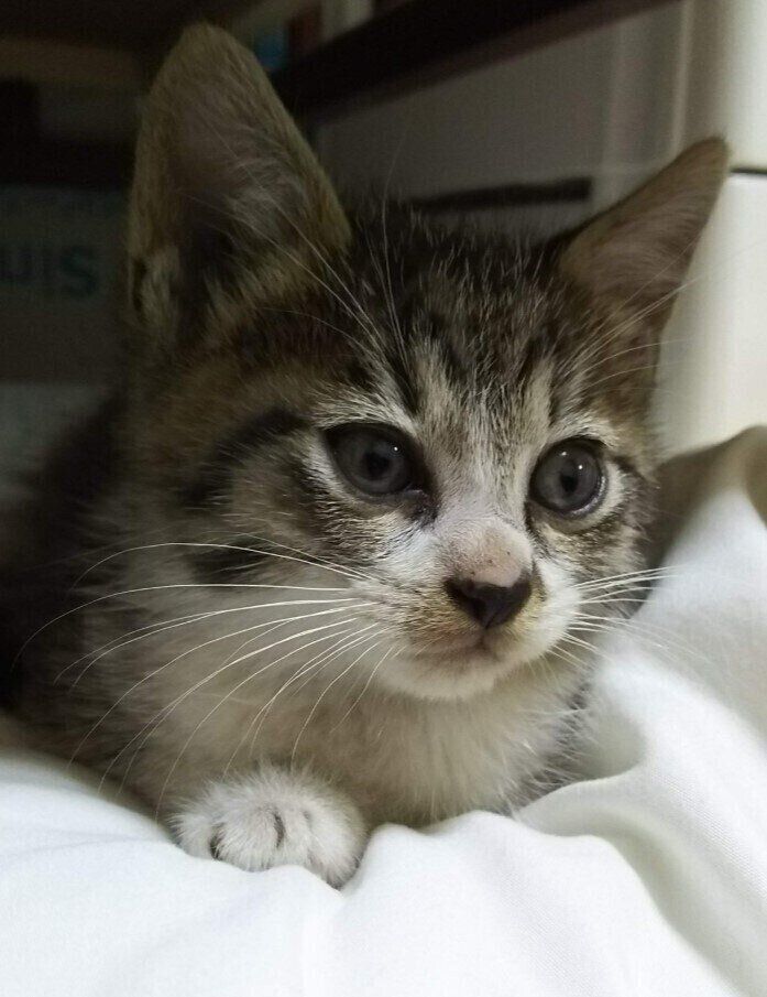 大きく目を見開いている子猫