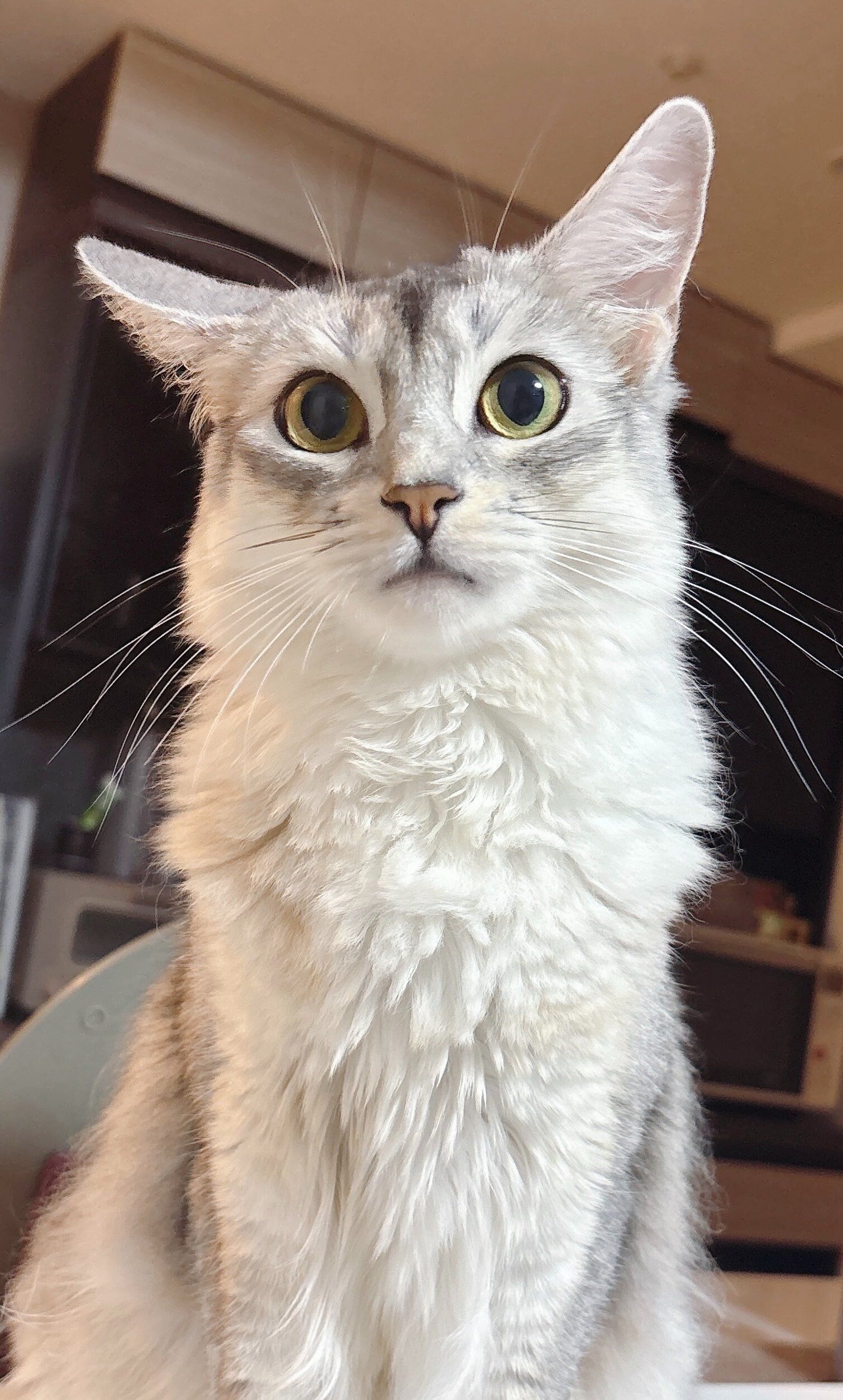 飼い主を見つめるソマリ