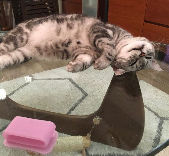 ヘソ天するアメリカンショートヘア