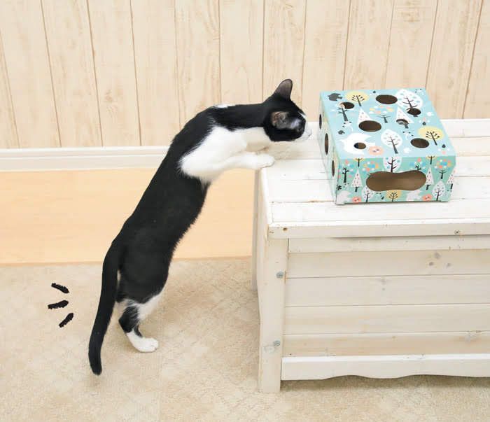 箱をめがけて後ろ足で立つ猫