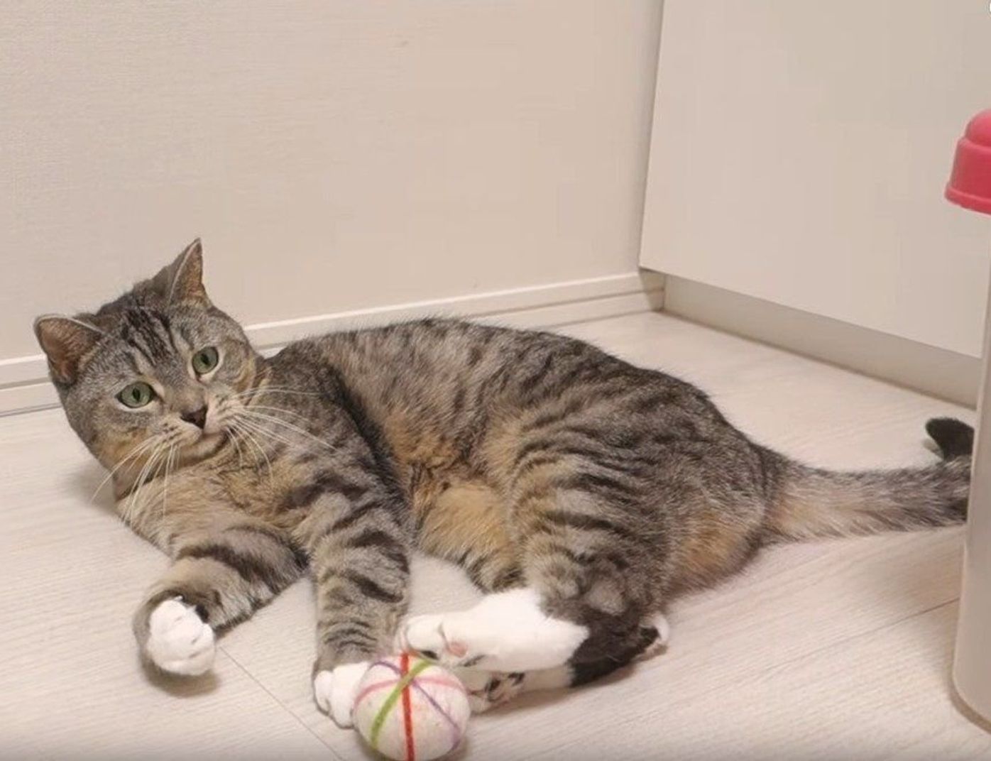 気分はまるで子猫 ボール遊びで激しく戯れるマンチカン ねこのきもちweb Magazine 気分はまるで子猫 ボール遊びで激しく戯れるマンチカン ねこのきもちweb Magazine