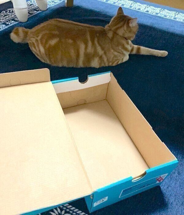 ちょうどいいサイズの箱には無関心なまめさん