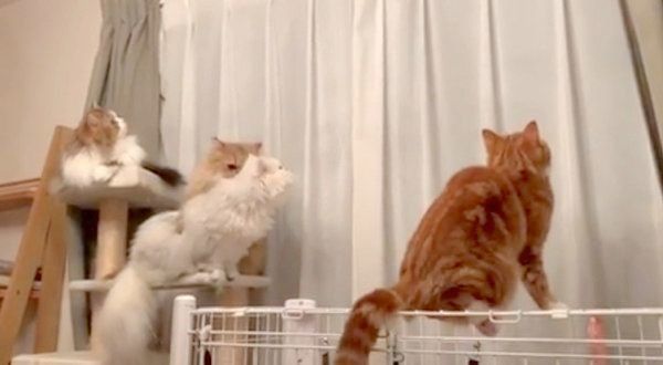 虫を観察する4匹の猫