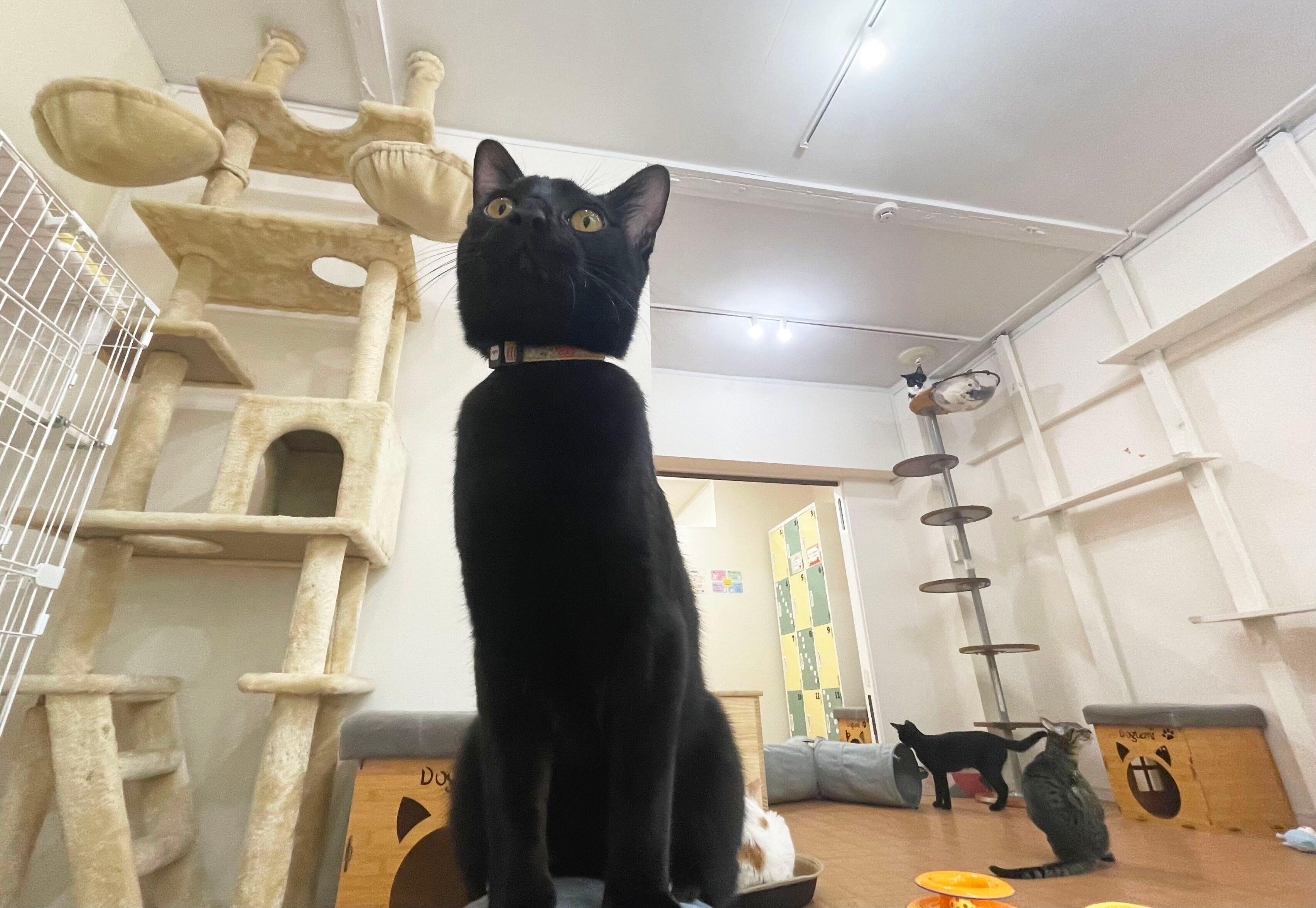 清潔で広々としたオープンスペースで遊ぶ猫たち