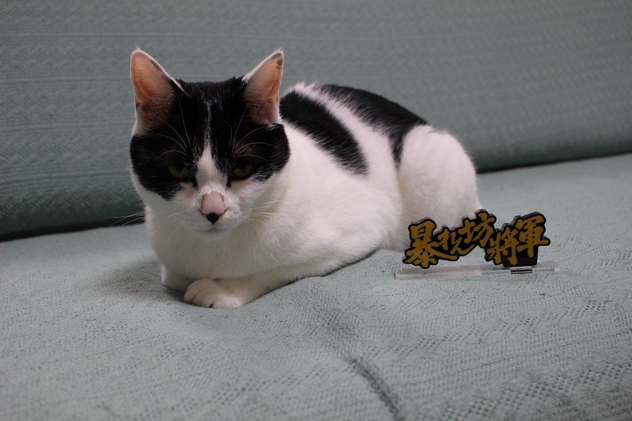 成長したむすびくん