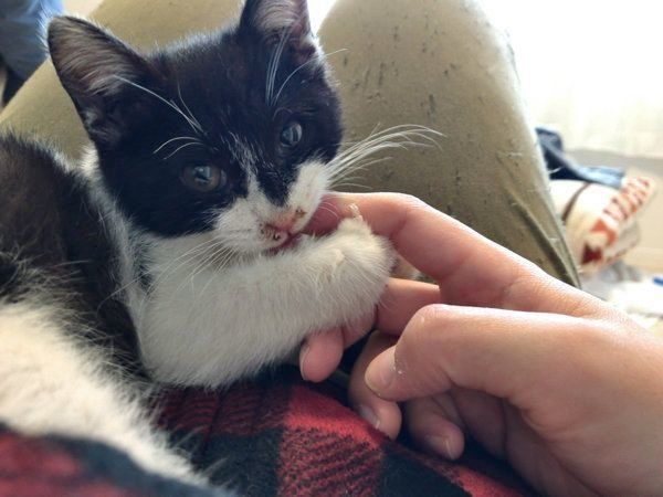 見つめるぼに助ちゃん