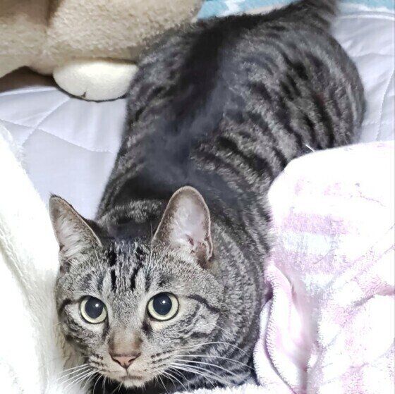 お尻をフリフリするサバトラ猫