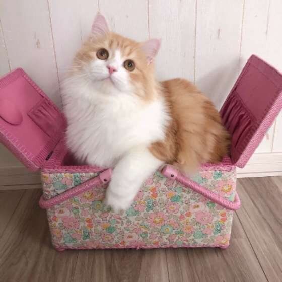 ラガマフィンのマールちゃん