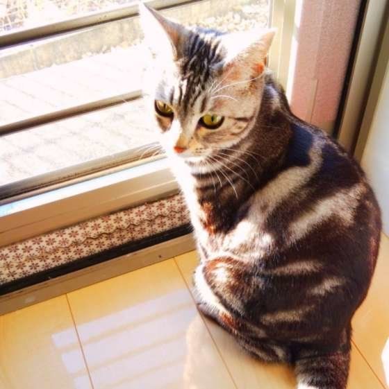 アメリカンショートヘアのアメリちゃん