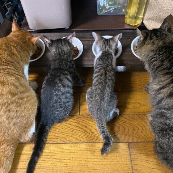 みんなでゴハン