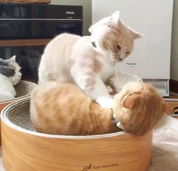 じゃれ合うココちゃんとネネちゃん