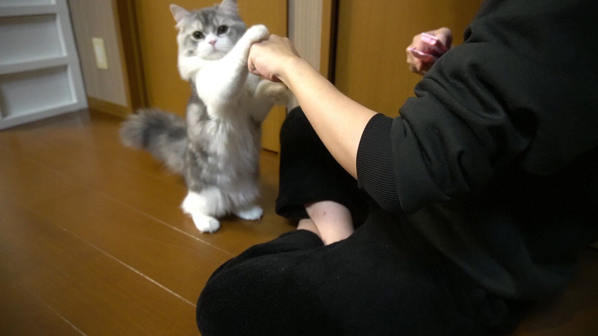 ねこのきもちWEB MAGAZINE ねこの日企画「MEN'S CAT」