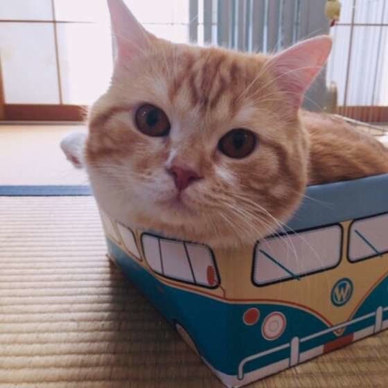 箱に入るスコティッシュフォールド