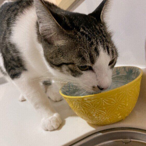 Mix（サバトラ）のきなこちゃん♪