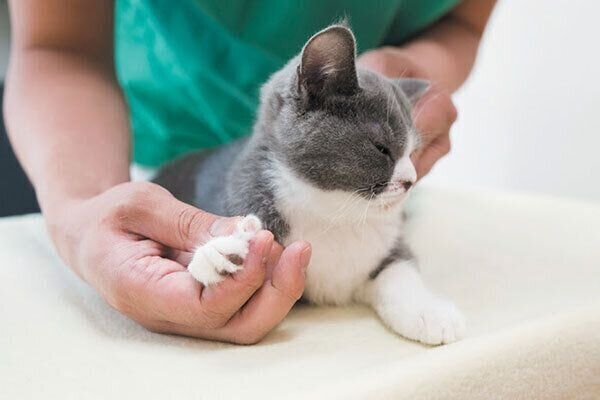 肉球を触られる子猫