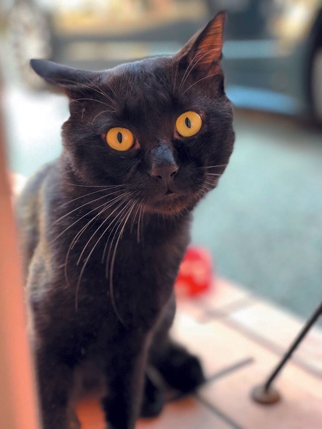 画像／ねこのきもち2019年10月号『猫の病気、そこが知りたい！』