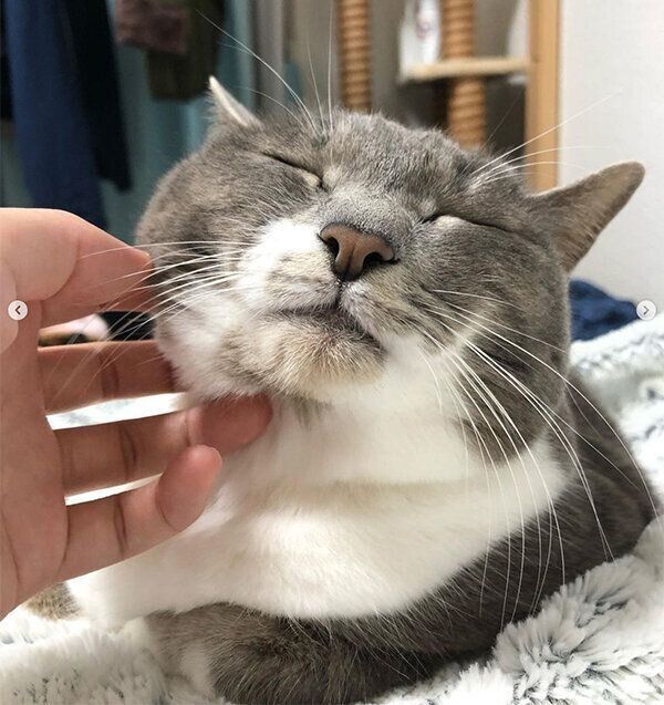 気持ちよさそうなぎんちゃん