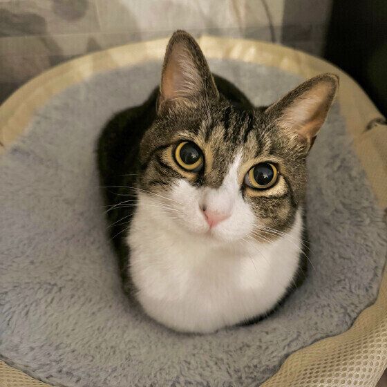 香箱座りをするわいくん