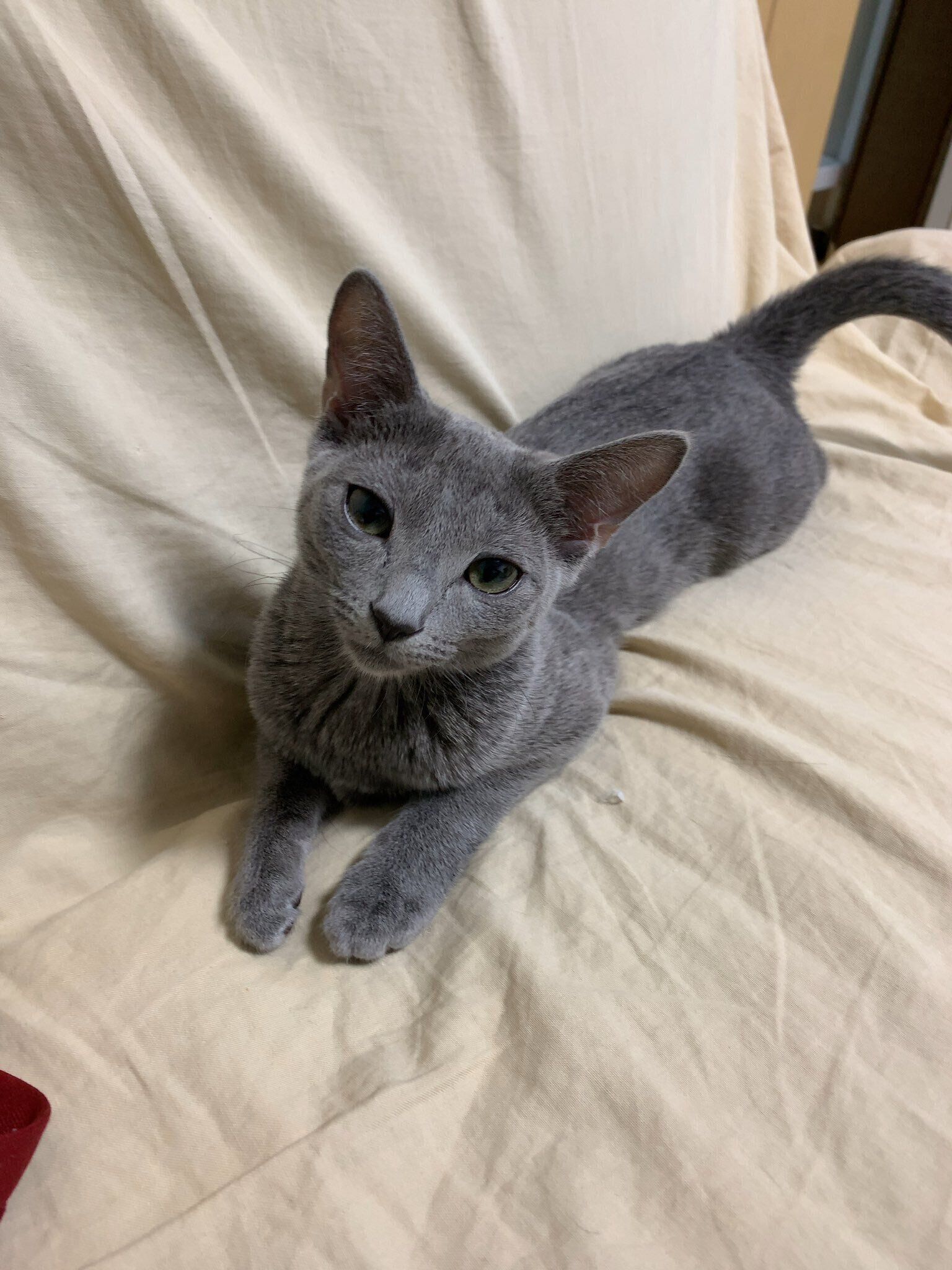 生後5カ月のロシアンブルー