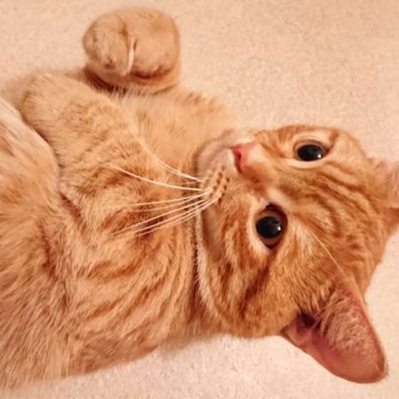 ねころぶマンチカン